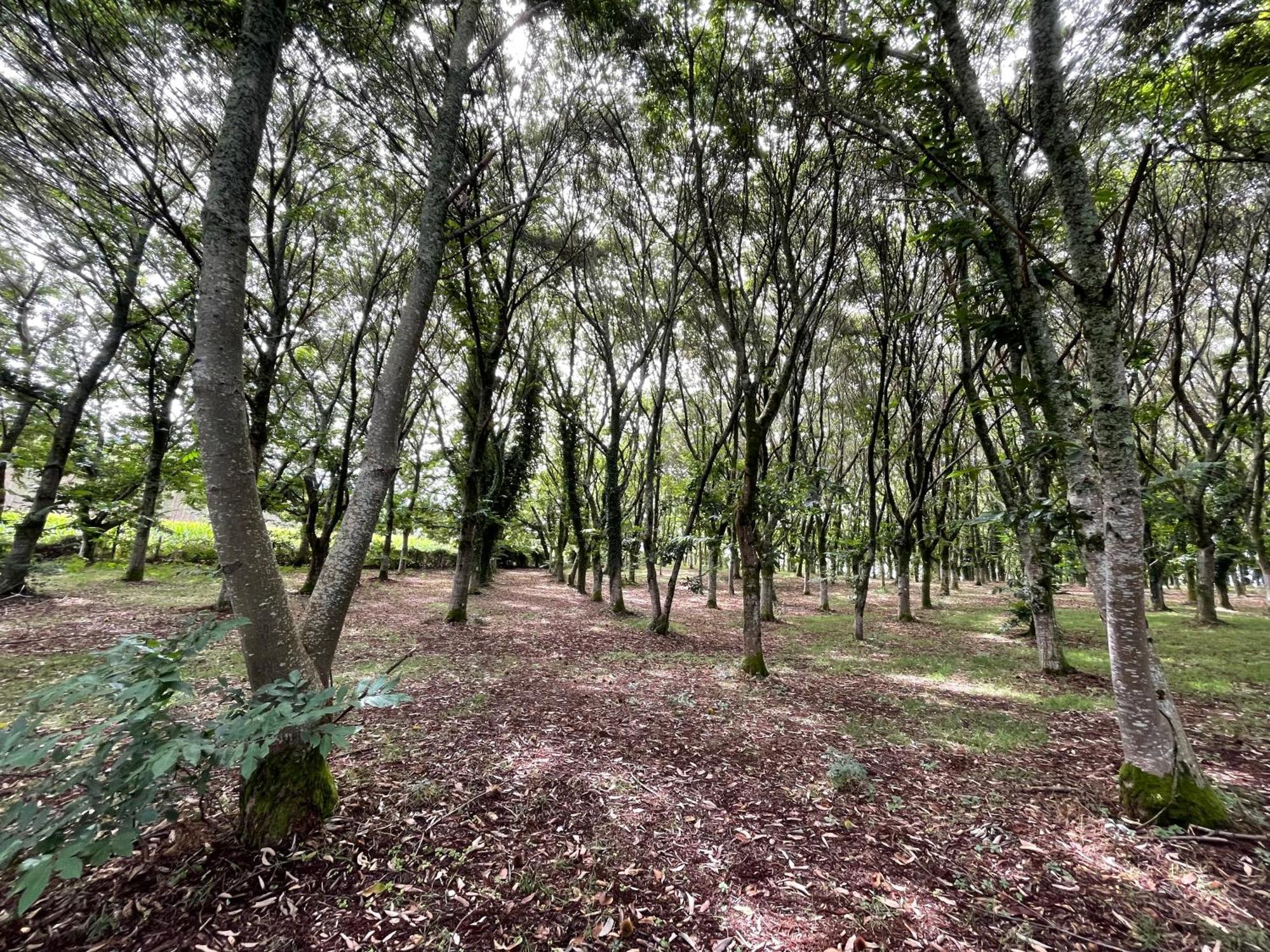 Вилла A Casa Do Souto, Santiago De Compostela Сигуэйро Экстерьер фото