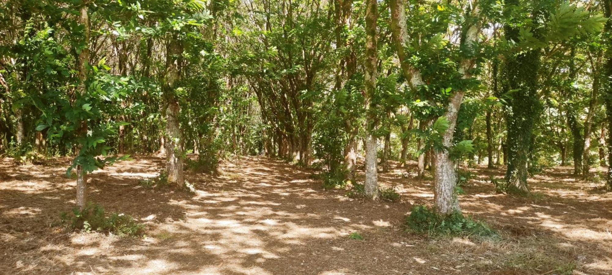 Вилла A Casa Do Souto, Santiago De Compostela Сигуэйро Экстерьер фото